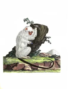 Mammals, Marmoset monkey, Simia argentata