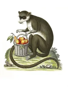 Mammals, mongoose lemur (Eulemur mongoz) Historical