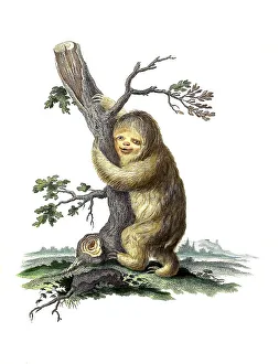 Mammals, pale-throated sloth (Bradypus tridactylus) or Ai