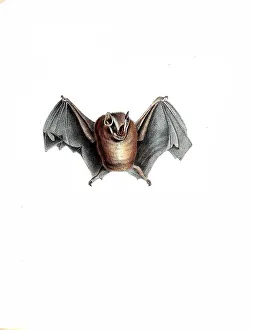Mammals, Phyllostima pusillum, Horseshoe Bat