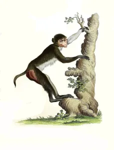 Mammals, rhesus macaque (Macaca mulatta)