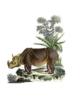 Mammals, Rhinoceros, Indian tank rhinoceros