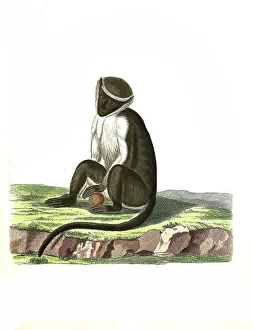 Mammals, roloway monkey (Cercopithecus roloway) a primate species of the genus guenons