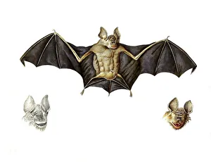 Mammals, Schneider's leaf-nosed bat or Schneider's roundleaf bat
