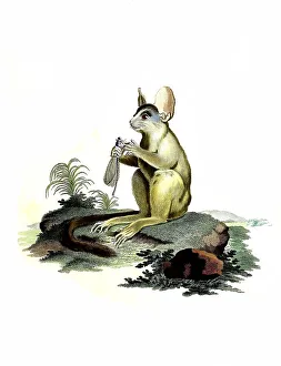 Mammals, senegal bushbaby (Galago senegalensis)