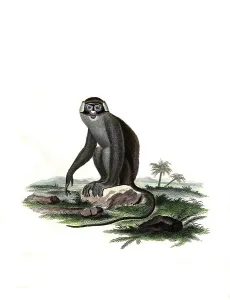 Mammals, Simia afcanius, red-tailed monkey (Cercopithecus ascanius)