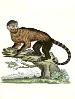 Mammals, Simia apella, capuchin monkey
