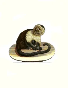 Mammals, Simia capucina, white-shouldered capuchin