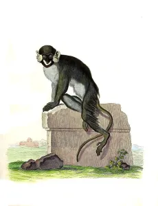 Mammals, Simia (cephus), Blue guenon