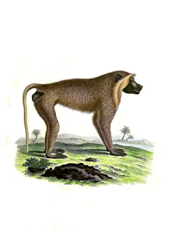 Mammals, Simia (cynocephalus), steppe baboon