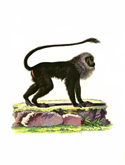 Mammals, Simia leonina, Brown-backed tamarin