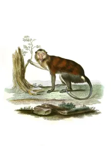 Mammals, Simia mona, Mona monkey (Cercopithecus mona)