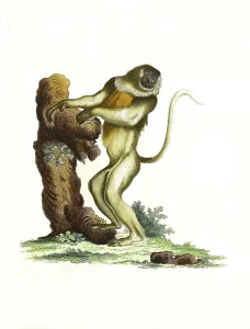 Mammals, Simia nasica, long-nosed monkey