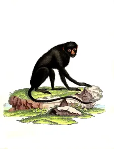 Mammals, Simia nictitans, greater spot-nosed monkey (Cercopithecus nictitans)