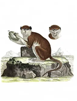 Mammals, Simia patas, Hussar monkey is a primate species from the genus group of the guenons
