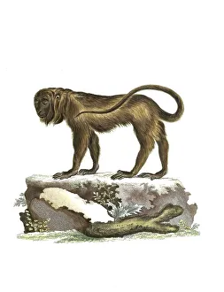 Mammals, Simia seniculus, Red howler monkey