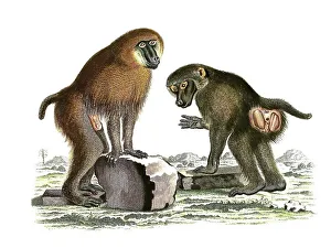 Mammals, Simia sphinx, Mandrill (Mandrillus sphinx)