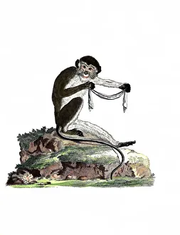 Mammals, Simia talapoin, Southern Talapoin Monkey