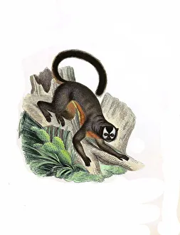 Mammals, Simia trivirgata, three-striped night monkey (Aotus trivirgatus)