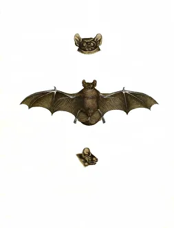 Mammals, soprano pipistrelle (Pipistrellus pygmaeus)