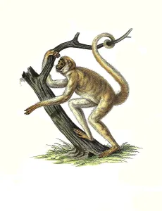 Mammals, southern muriqui (Brachyteles arachnoides)