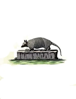 Mammals, Southern naked-tailed armadillo