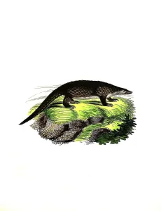 Mammals, sunda pangolin (Manis javanica)