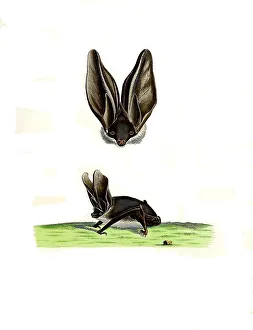 Mammals, Vespertilio auritus, Grey long-eared bat (Plecotus austriacus)