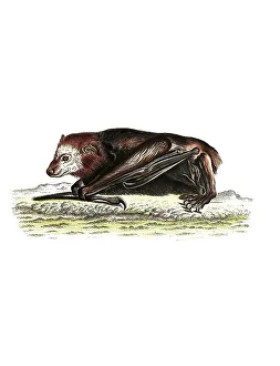 Mammals, Vespertilio caninus, lesser dog-like bat (Peropteryx macrotis)