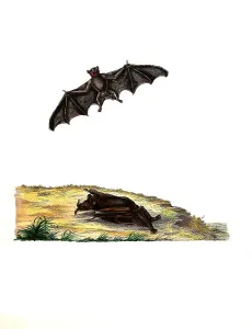 Mammals, Vespertilio foricinus