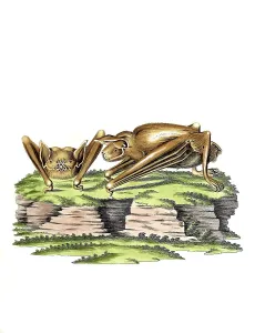Mammals, Vespertilio leporinus