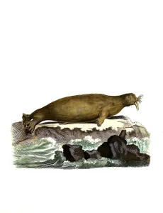 Mammals, Walrus, Trichecus rosmarus