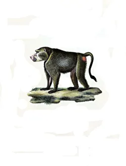 Mammals, west javan langur (Trachypithecus mauritius)