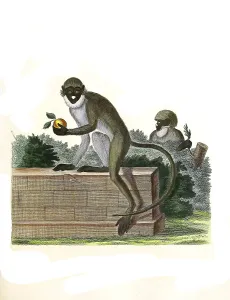Mammals, White-nosed monkey, Simia Petaurista