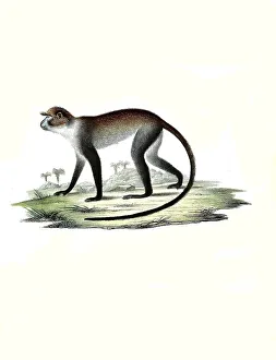 Mammals, White-throated guenon (Cercopithecus) albigularis