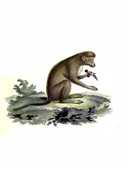 Mammals, yellow baboon (Papio cynocephalus)