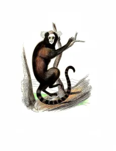 Mammals, Yellow-bored tufted monkey (Callithrix aurita)