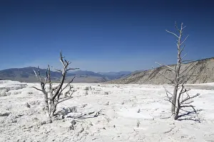 Mammoth Hot Springs Terraces in Yellowstone National Park