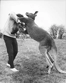 Man boxing with kangaroo, England, Great Britain