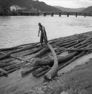 Man builds a raft from tree trunks, ca