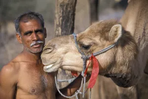 Faces Of The World Prints: Man with a camel, Katariysar, near Bikaner