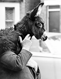 Man carries donkey on his shoulder