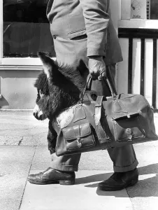 Man carries a small donkey in his bag