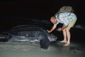 Man (Dermochelys coriacea) and Leatherback Turtle