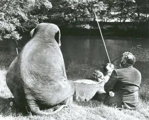 Man and elephant fishing, England, Great Britain