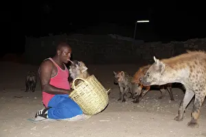 Man feeding spotted hyenas at night