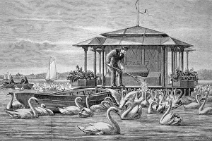 Man feeding the swans around 1890