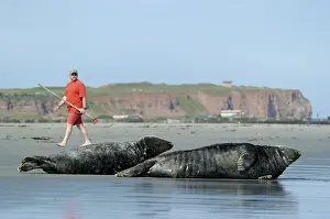 Man and Grey Seals, Heligoland