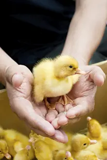Man holding cute duckling in hands