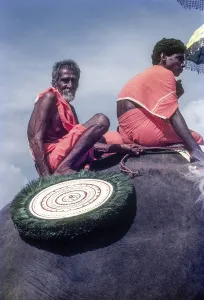 A man holding peacock feather fan on elephant back in Thrissur Trichur